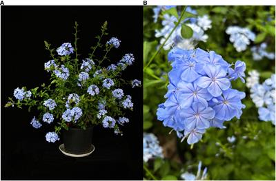 MeJA-induced hairy roots in Plumbago auriculata L. by RNA-seq profiling and key synthase provided new insights into the sustainable production of plumbagin and saponins